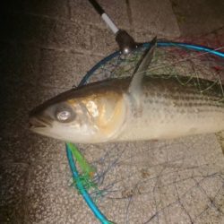 ばち抜けシーバス狙い